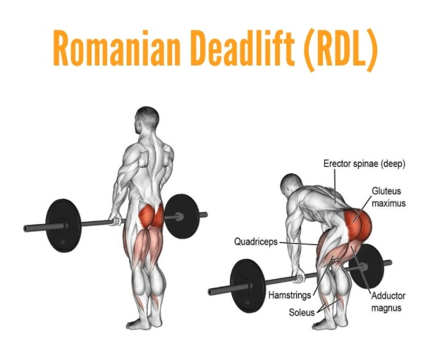 Romanian Deadlift muscles worked
